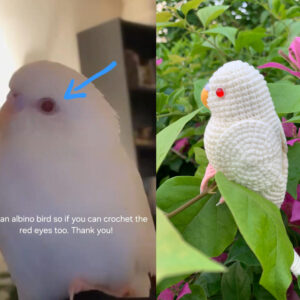 Custom Crocheted Albino Budgie Plush, Red-Eyed Parakeet