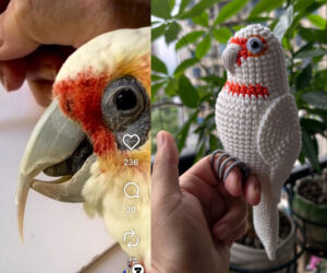 Custom Crochet Goffins Cockatoo, Realistic Corella Plush, Pet Portrait (Small/Large)