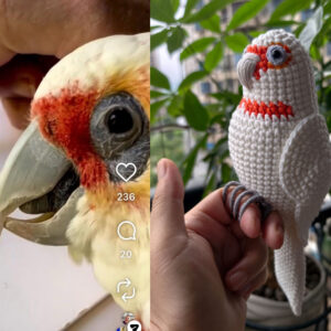 Custom Crochet Goffins Cockatoo, Realistic Corella Plush, Pet Portrait (Small/Large)