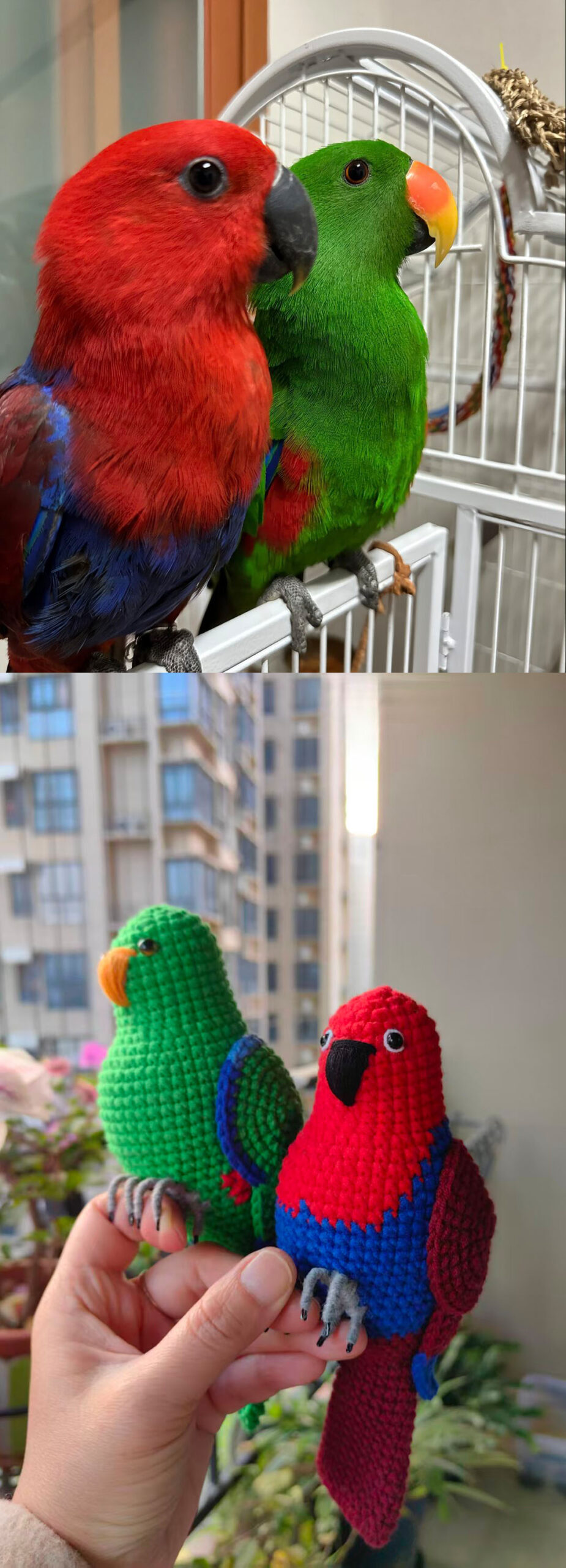 Handmade Crochet Eclectus Parrot Figurine, Realistic Bird Plush, Desktop Decor - Image 2