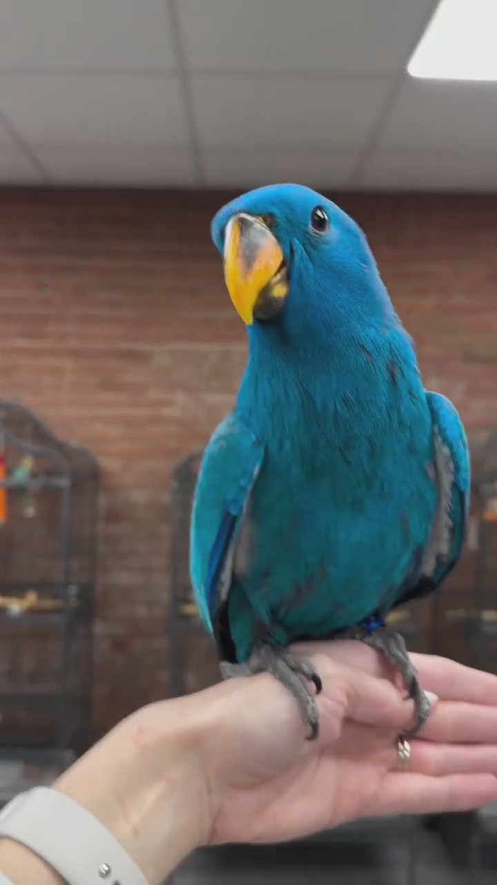 Handmade Crochet Eclectus Parrot Figurine, Realistic Bird Plush, Desktop Decor - Image 6