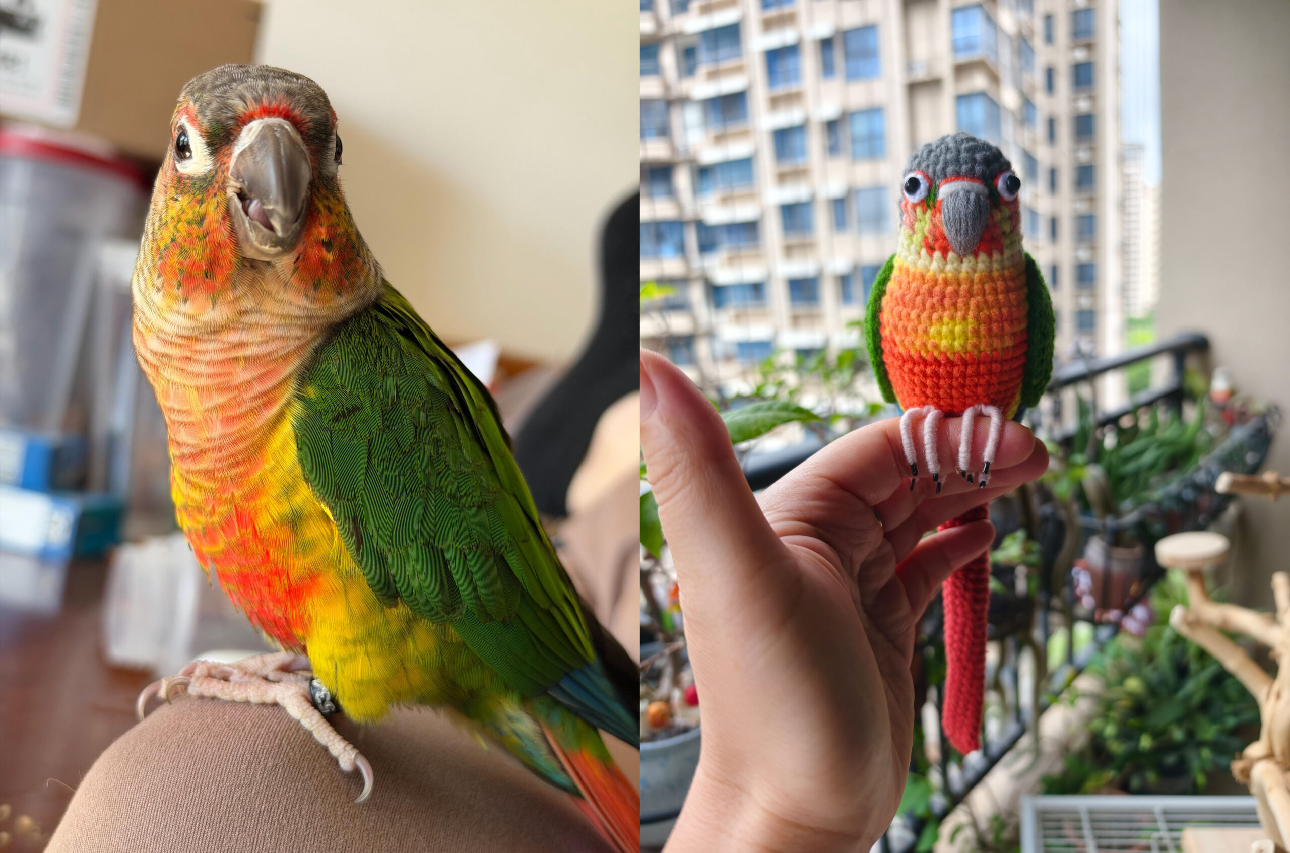 Custom Crochet Green Cheek Conure Figurine, Realistic Pet Portrait, Pineapple Parrot Toy (Small/Large)