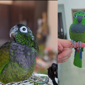 Custom Crochet Green Cheek Conure Parrot, Photo Memorial Keepsake, Handmade Bird Figurine