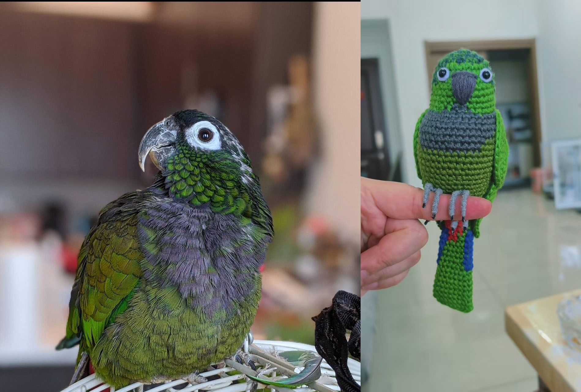 Custom Crochet Green Cheek Conure Parrot, Photo Memorial Keepsake, Handmade Bird Figurine
