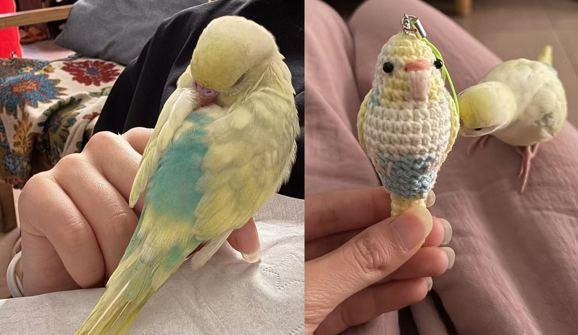 Custom Pet Bird Replica – Handmade Crochet Portrait from Your Photo, Small & Large Sizes Available - Image 26