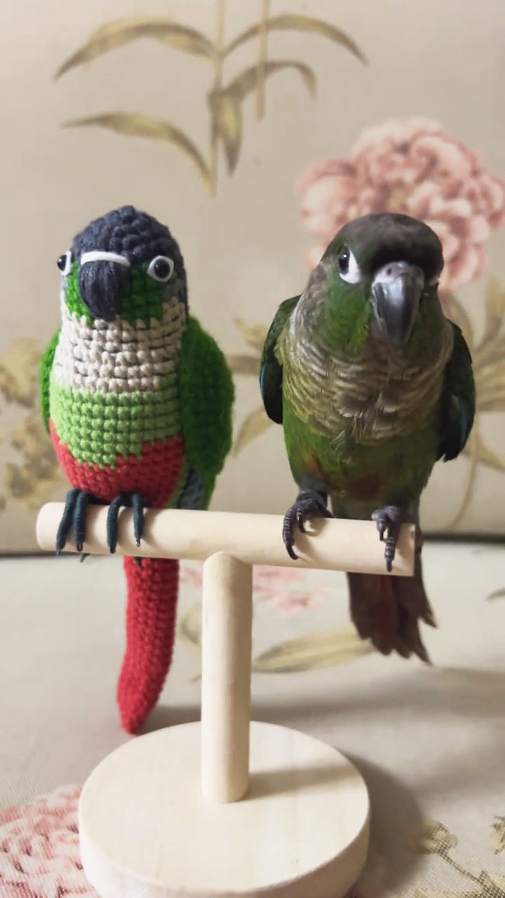 Custom Pet Bird Replica – Handmade Crochet Portrait from Your Photo, Small & Large Sizes Available - Image 3