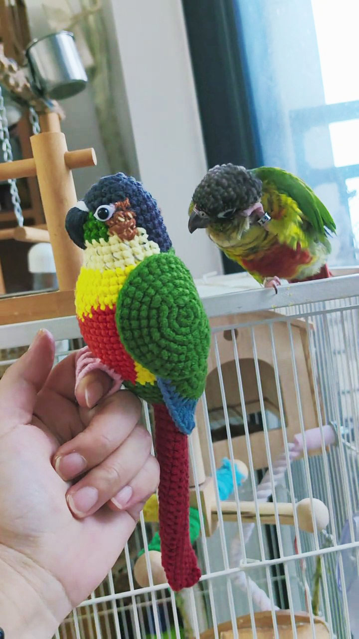 Custom Crochet Green Cheek Conure, Realistic Bird Plush, Pet Portrait - Image 8