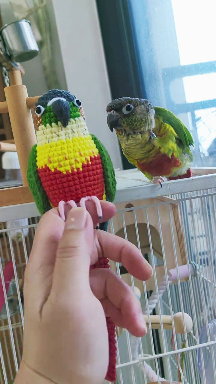 Custom Crochet Green Cheek Conure, Realistic Bird Plush, Pet Portrait - Image 7