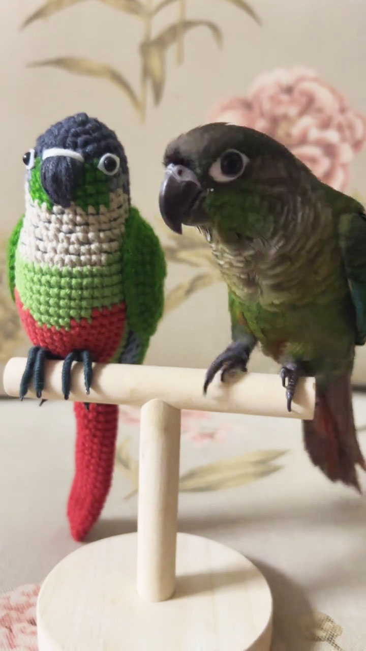 Custom Crochet Green Cheek Conure, Realistic Bird Plush, Pet Portrait - Image 9
