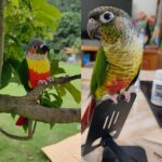 Custom Crochet Green Cheek Conure, Realistic Bird Plush, Pet Portrait