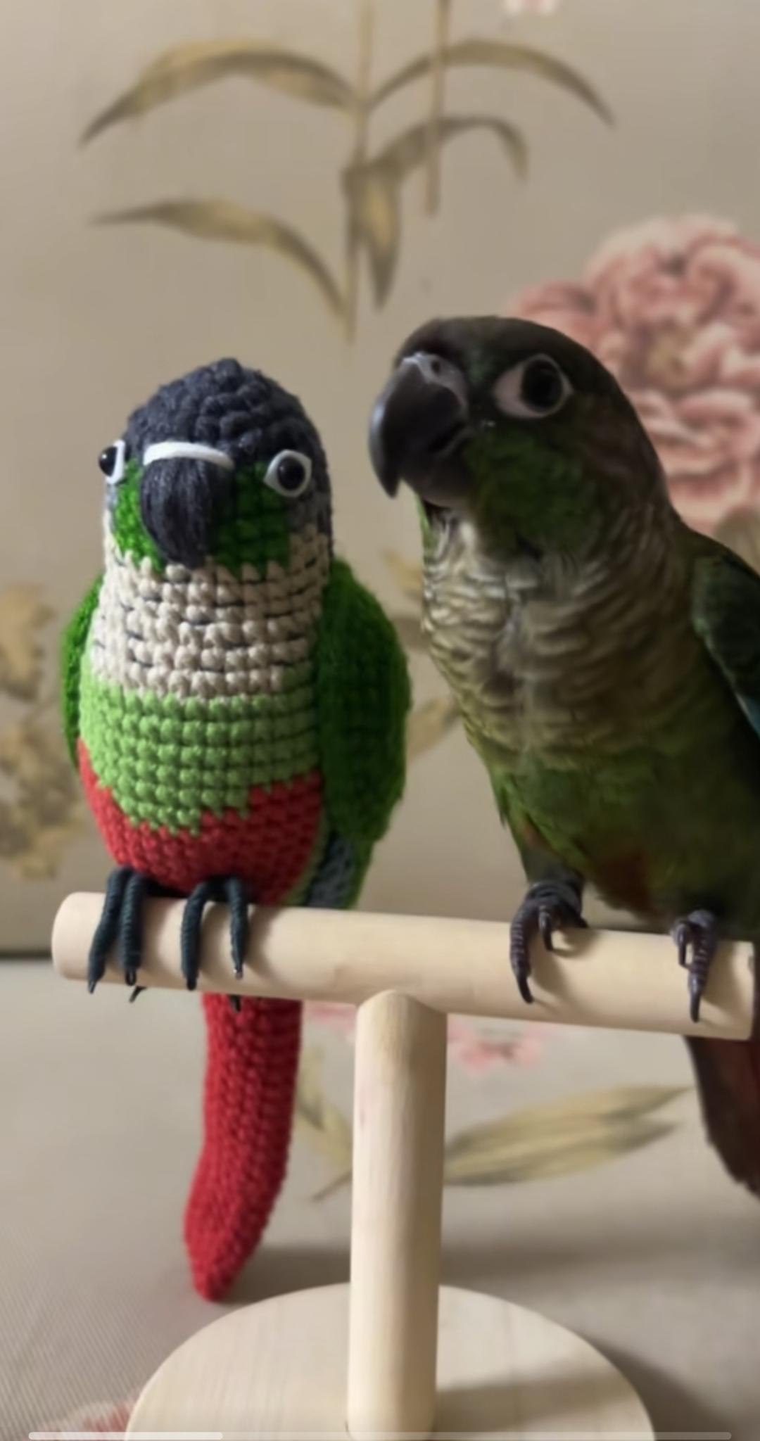 Custom Crochet Green Cheek Conure, Realistic Bird Plush, Pet Portrait - Image 4