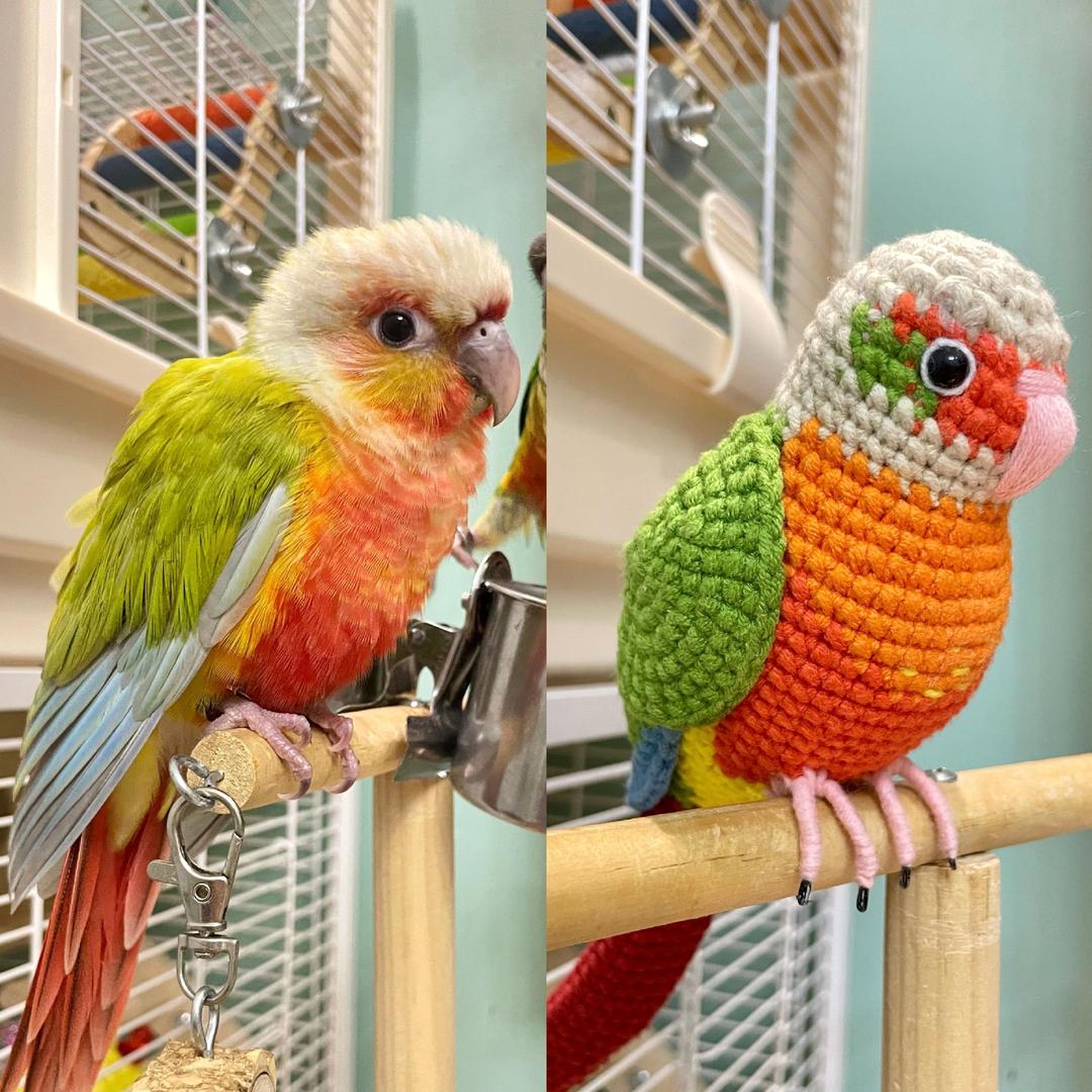Custom Crochet Green Cheek Conure, Realistic Bird Plush, Pet Portrait - Image 5
