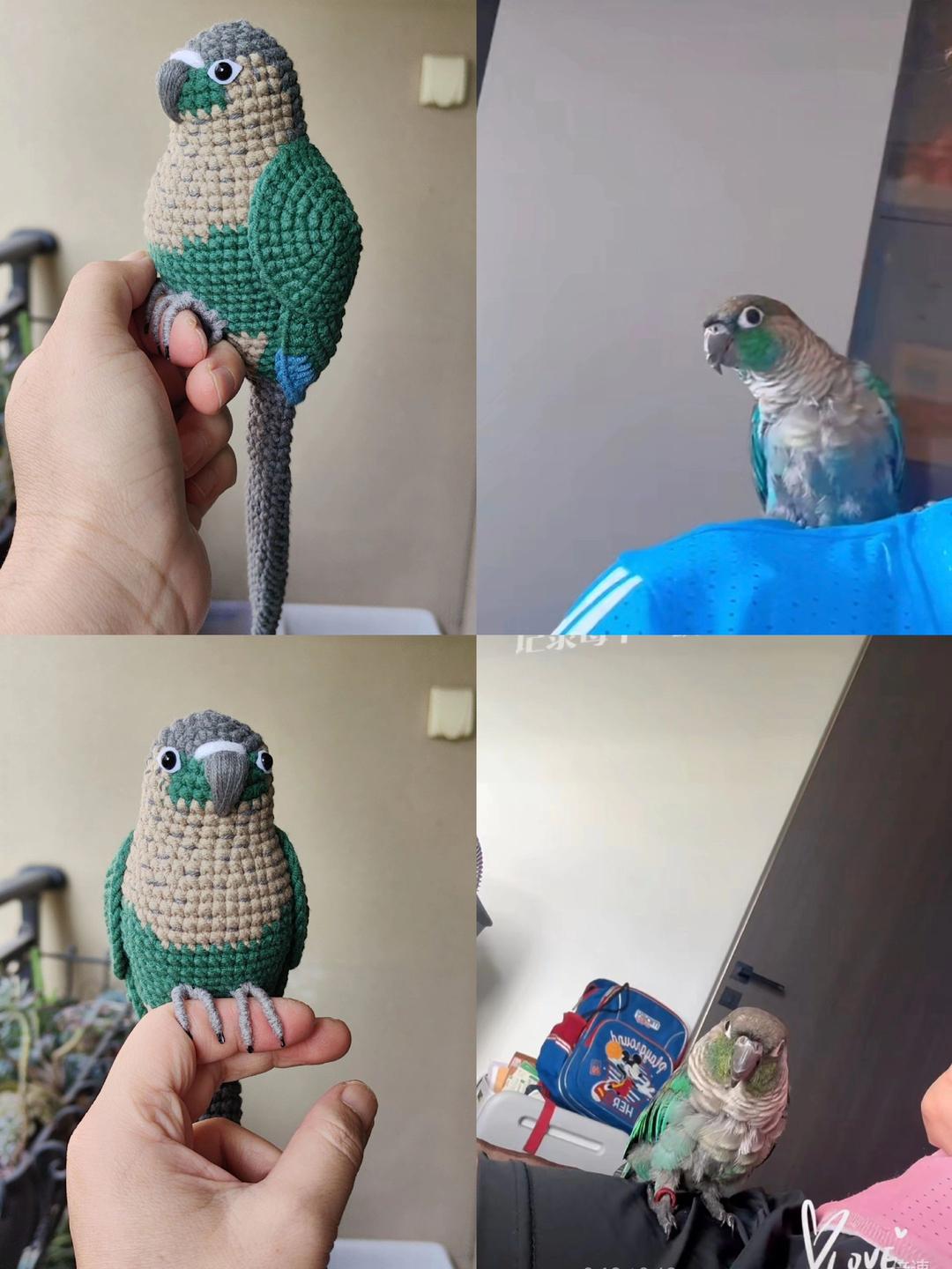 Custom Crochet Green Cheek Conure, Realistic Bird Plush, Pet Portrait - Image 6
