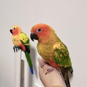 Custom Crochet Sun Conure, Realistic Parrot Plush, Personalized Bird Portrait (Small/Large)