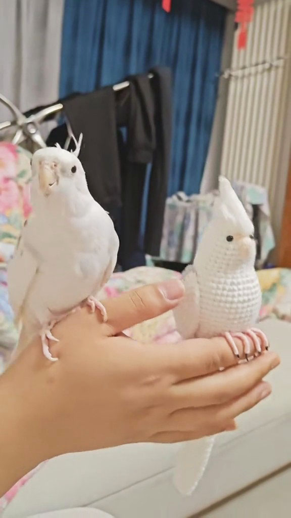 Custom Crochet White Cockatiel – Handmade Bird Plush, Small Keychain with Bell or Large Display, Personalized Pet Portrait - Image 2