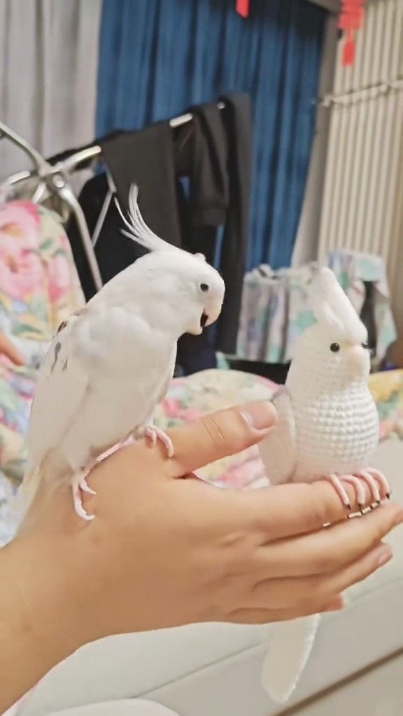 Custom Crochet White Cockatiel – Handmade Bird Plush, Small Keychain with Bell or Large Display, Personalized Pet Portrait